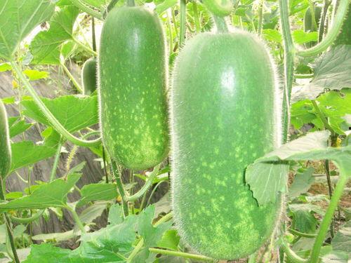 餐厅吃瓜视频素材大全,捕捉美食与欢乐的瞬间