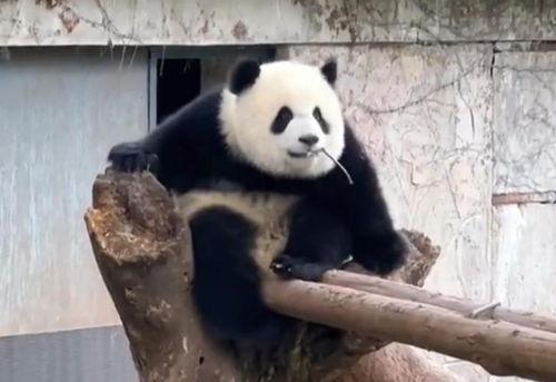 吃瓜熊猫渝爱,揭秘网红熊猫的甜蜜生活
