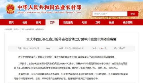 酉阳城安新闻头条文章,聚焦城市安全，守护居民安宁